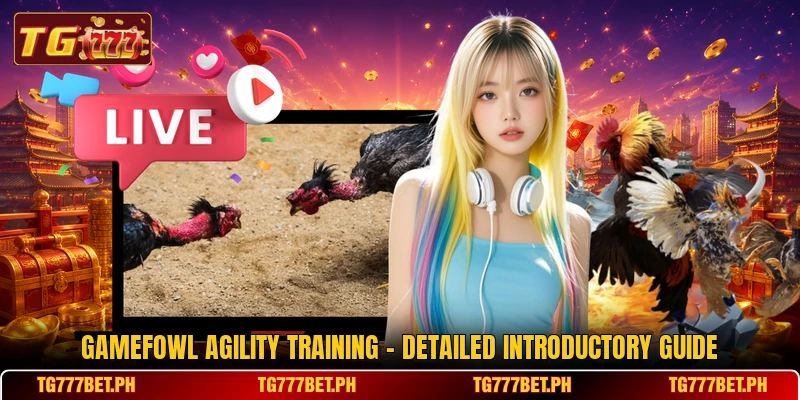 Gamefowl Agility Training - Detailed Introductory Guide Gamefowl Agility Training - Detailed Introductory Guide