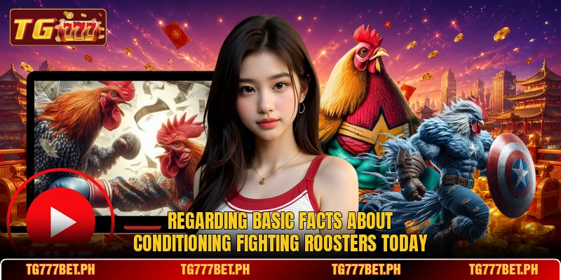 Regarding basic facts about conditioning fighting roosters today Regarding basic facts about conditioning fighting roosters today